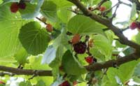 Mulberries