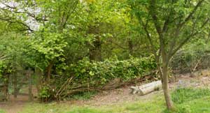 Living hedge finished Living hedge finished