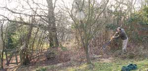 Preparing a living hedge