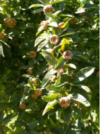 Medlars